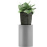 Topfpflanze Sammlung 96 Agave - rodolfoboscan911