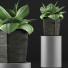 Topfpflanze Sammlung 96 Agave - rodolfoboscan911