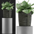 Topfpflanze Sammlung 96 Agave - rodolfoboscan911