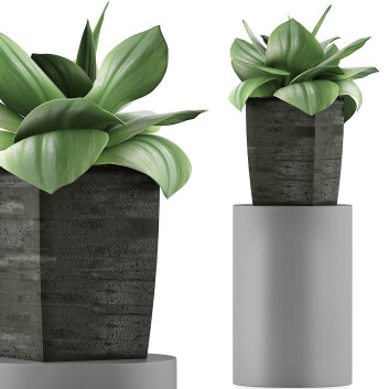 Topfpflanze  Sammlung 96 Agave 3D-Modell