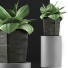 Topfpflanze Sammlung 96 Agave - rodolfoboscan911