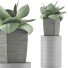 Topfpflanze Sammlung 96 Agave - rodolfoboscan911