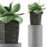 Topfpflanze Sammlung 96 Agave - rodolfoboscan911
