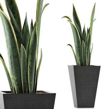 Topfpflanze  Sammlung 95 Sansevieria 3D-Modell