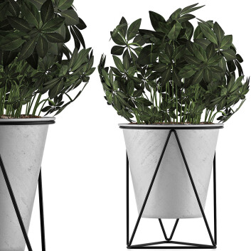 Topfpflanze  Sammlung 92 Schefflera Arboricola 3D-Modell