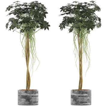 Topfpflanze  Sammlung 90 Schefflera Arboricola 3D-Modell