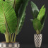 Potted Plant Collection 88 Alocasia - rodolfoboscan911