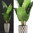 Potted Plant Collection 88 Alocasia - rodolfoboscan911