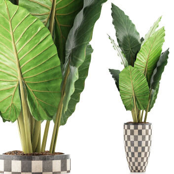 Topfpflanze  Sammlung 88 Alocasia 3D-Modell