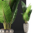 Potted Plant Collection 88 Alocasia - rodolfoboscan911