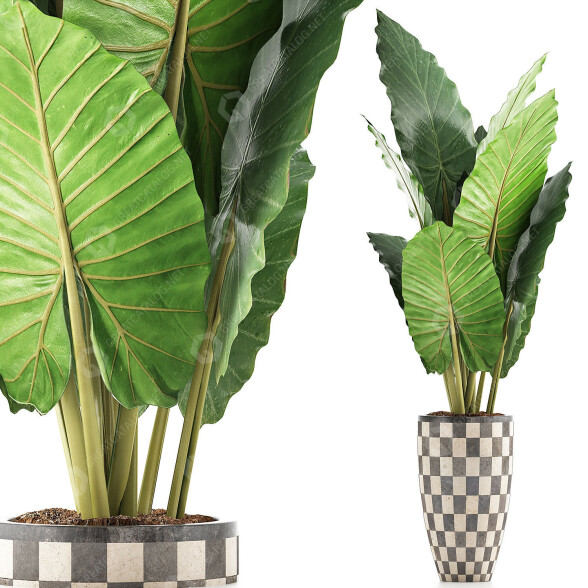 Potted Plant Collection 88 Alocasia 3D model