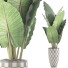 Potted Plant Collection 88 Alocasia - rodolfoboscan911