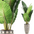 Potted Plant Collection 88 Alocasia - rodolfoboscan911