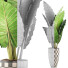 Potted Plant Collection 88 Alocasia - rodolfoboscan911