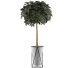 Topfpflanze Sammlung 81 Schefflera Arboricola - rodolfoboscan911