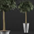 Topfpflanze Sammlung 81 Schefflera Arboricola - rodolfoboscan911