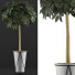 Topfpflanze Sammlung 81 Schefflera Arboricola - rodolfoboscan911