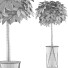Topfpflanze Sammlung 81 Schefflera Arboricola - rodolfoboscan911