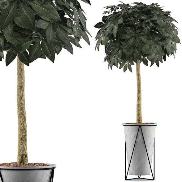Topfpflanze Sammlung 81 Schefflera Arboricola 3D-Modell