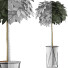 Topfpflanze Sammlung 81 Schefflera Arboricola - rodolfoboscan911