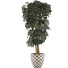 Topfpflanze Sammlung 79 Schefflera Arboricola - rodolfoboscan911