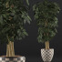 Topfpflanze Sammlung 79 Schefflera Arboricola - rodolfoboscan911
