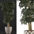 Topfpflanze Sammlung 79 Schefflera Arboricola - rodolfoboscan911