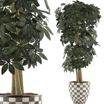 Topfpflanze  Sammlung 79 Schefflera Arboricola 3D-Modell