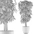 Topfpflanze Sammlung 79 Schefflera Arboricola - rodolfoboscan911