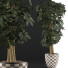 Topfpflanze Sammlung 79 Schefflera Arboricola - rodolfoboscan911