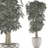 Topfpflanze Sammlung 79 Schefflera Arboricola - rodolfoboscan911