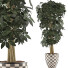 Topfpflanze Sammlung 79 Schefflera Arboricola - rodolfoboscan911