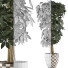 Topfpflanze Sammlung 79 Schefflera Arboricola - rodolfoboscan911