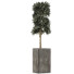 Potted Plant Collection 113 - rodolfoboscan911