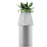 Topfpflanze Kollektion 112 Agave - rodolfoboscan911