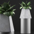 Topfpflanze Kollektion 112 Agave - rodolfoboscan911