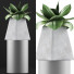 Topfpflanze Kollektion 112 Agave - rodolfoboscan911