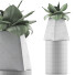 Topfpflanze Kollektion 112 Agave - rodolfoboscan911
