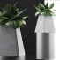 Topfpflanze Kollektion 112 Agave - rodolfoboscan911
