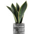 Potted Plant Collection 111 Sansevieira - rodolfoboscan911