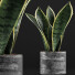 Potted Plant Collection 111 Sansevieira - rodolfoboscan911