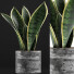 Potted Plant Collection 111 Sansevieira - rodolfoboscan911
