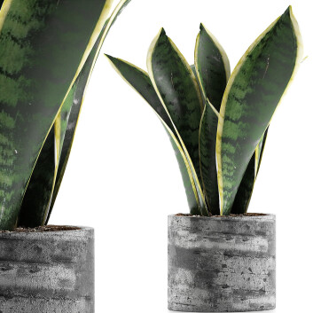 Topfpflanze  Kollektion 111 Sansevieria 3D-Modell