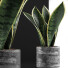 Potted Plant Collection 111 Sansevieira - rodolfoboscan911