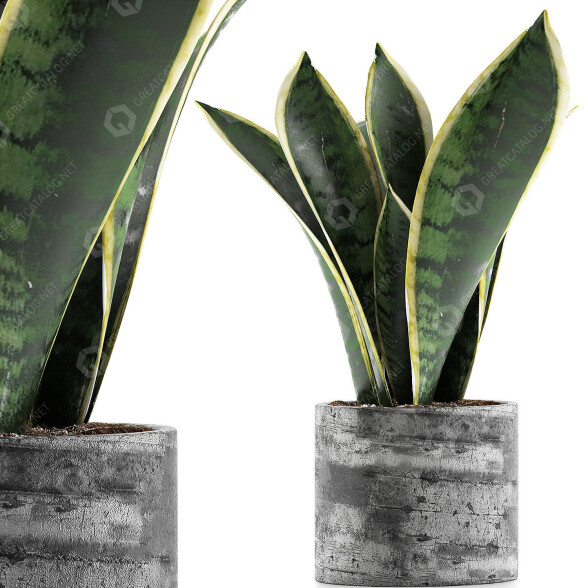 Potted Plant Collection 111 Sansevieira 3D model