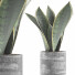 Potted Plant Collection 111 Sansevieira - rodolfoboscan911