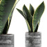 Potted Plant Collection 111 Sansevieira - rodolfoboscan911