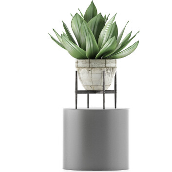 Topfpflanze  Kollektion 109 Agave 3D-Modell