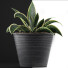 Potted Plant Collection 108 Agave - rodolfoboscan911