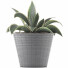 Potted Plant Collection 108 Agave - rodolfoboscan911